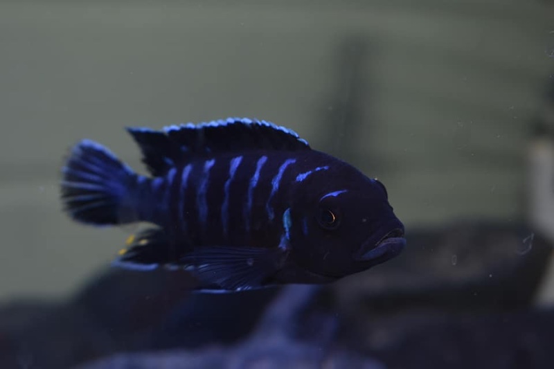 Maylandia sp. 'dolphin' Thumbi Point